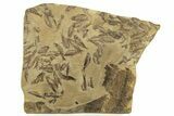 Fossil Fish (Gosiutichthys) Mortality Plate - Wyoming #261924-1